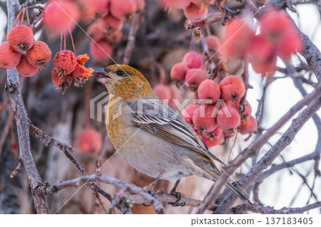 Pine Grosbeak Female Eating Red Berries in Winter 137183405