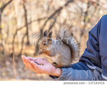 A squirrel in the spring or autumn eats nuts from a human hand. Eurasian red squirrel, Sciurus vulgaris 137183418