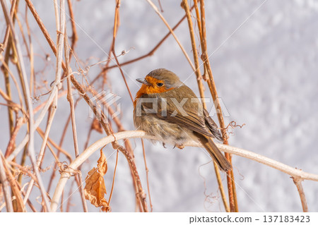 Cute bird the European Robin, Erithacus rubecula. sitting on the tree branch in winter. Cute bird the European Robin, Erithacus rubecula. sitting on the tree branch in winter. 137183423