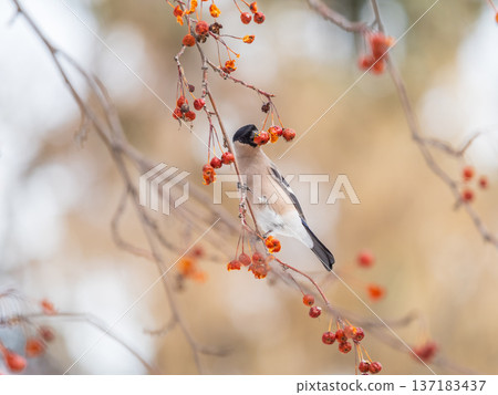 Bullfinch female sits on a branch and eats small red apples. The Eurasian or common bullfinch, pyrrhula pyrrhula Bullfinch female sits on a branch and eats small red apples. The Eurasian or common bullfinch, pyrrhula pyrrhula 137183437
