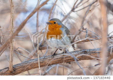 Cute bird the European Robin, Erithacus rubecula. sitting on the tree branch in winter. Cute bird the European Robin, Erithacus rubecula. sitting on the tree branch in winter. 137183440