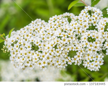 Beautiful white flowers Spirea aguta or Brides wreath. 137183445