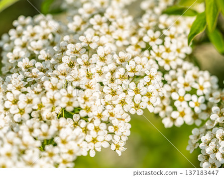Beautiful white flowers Spirea aguta or Brides wreath. 137183447