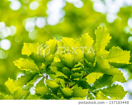 Green oak leaves background. Plant and botany nature texture. green oak leaves in woods Green oak leaves background. Plant and botany nature texture. green oak leaves in woods 137183448