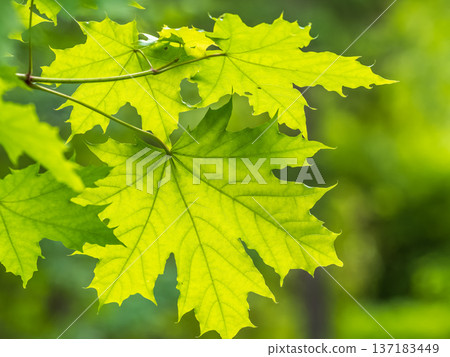 Spring branches of maple tree with fresh green leaves. Acer saccharinum, silver maple 137183449