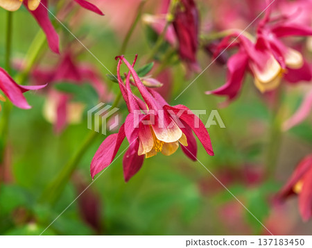 Beautiful native wild flower of western Canada. Aquilegia formosa, crimson columbine, western columbine, or red columbine. Close-up vibrant red and yellow color flower. Beautiful native wild flower of western Canada. Aquilegia formosa, crimson columbine, western columbine, or red columbine. Close-up vibrant red and yellow color flower. 137183450