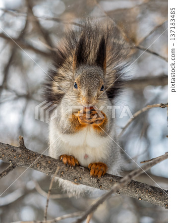 The squirrel with nut sits on tree in the winter or late autumn The squirrel with nut sits on tree in the winter or late autumn 137183485