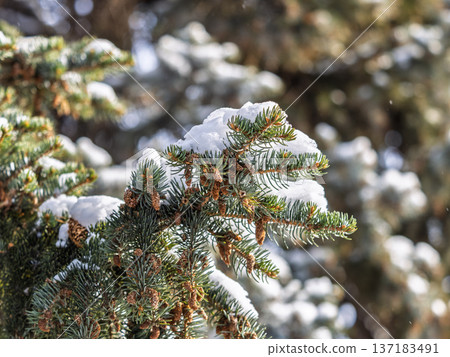 Green fir branches in winter covered with snow Green fir branches in winter covered with snow 137183491