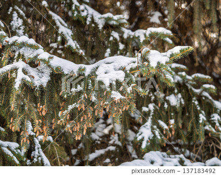 Green fir branches in winter covered with snow Green fir branches in winter covered with snow 137183492