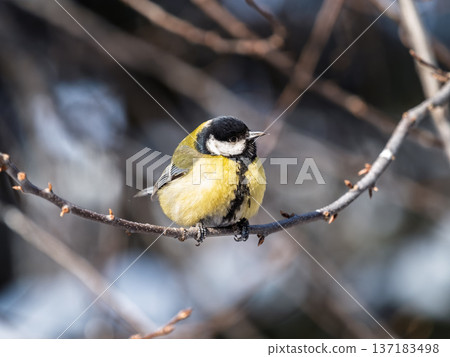 Cute bird Great tit, songbird sitting on a branch without leaves in the autumn or winter. 137183498