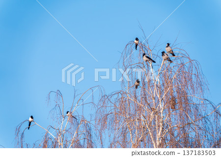 A hooded crow sitting on a tree A hooded crow sitting on a tree 137183503