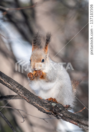 The squirrel with nut sits on tree in the winter or late autumn The squirrel with nut sits on tree in the winter or late autumn 137183506