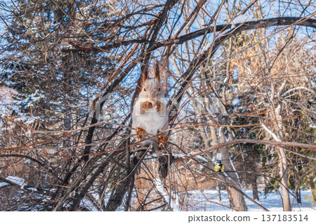 The squirrel with nut sits on tree in the winter or late autumn The squirrel with nut sits on tree in the winter or late autumn 137183514