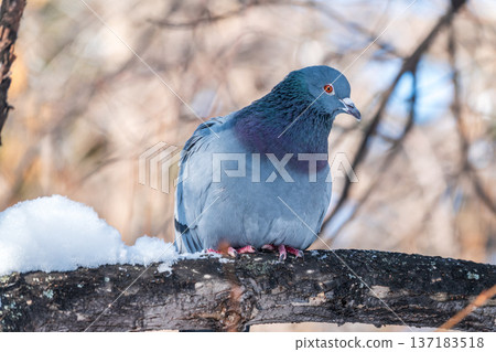 The fat pigeon sitting on a branch. The fat pigeon sitting on a branch. 137183518