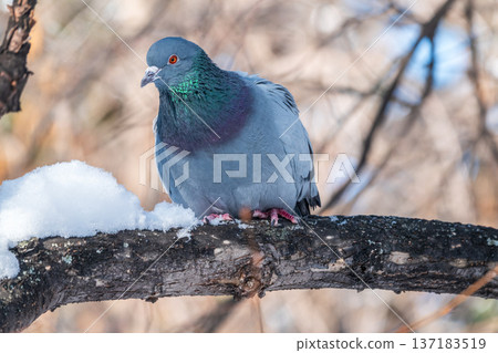 The fat pigeon sitting on a branch. 137183519