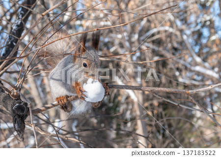Portrait of a squirrel on a tree trunk Portrait of a squirrel on a tree trunk 137183522