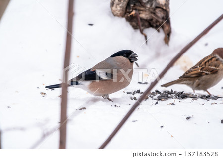 The female Bullfinch is a stocky finch with a greyish-brown breast and a black cap and tail. The female Bullfinch is a stocky finch with a greyish-brown breast and a black cap and tail. 137183528