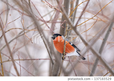 Bullfinch, pyrrhula pyrrhula, sitting on a branch without leaves in the autumn or winter. Bullfinch, pyrrhula pyrrhula, sitting on a branch without leaves in the autumn or winter. 137183529