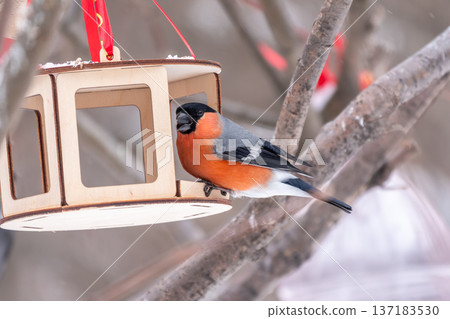 Bullfinch, pyrrhula pyrrhula, sitting on a branch without leaves in the autumn or winter. Bullfinch, pyrrhula pyrrhula, sitting on a branch without leaves in the autumn or winter. 137183530