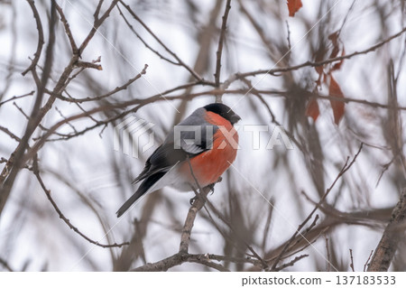 Bullfinch, pyrrhula pyrrhula, sitting on a branch without leaves in the autumn or winter. Bullfinch, pyrrhula pyrrhula, sitting on a branch without leaves in the autumn or winter. 137183533