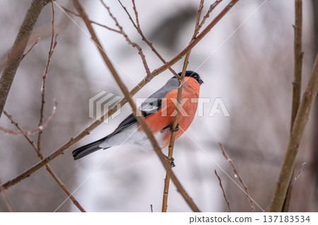Bullfinch, pyrrhula pyrrhula, sitting on a branch without leaves in the autumn or winter. 137183534