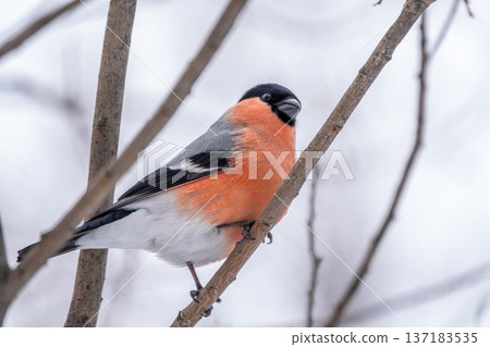 Bullfinch, pyrrhula pyrrhula, sitting on a branch without leaves in the autumn or winter. Bullfinch, pyrrhula pyrrhula, sitting on a branch without leaves in the autumn or winter. 137183535