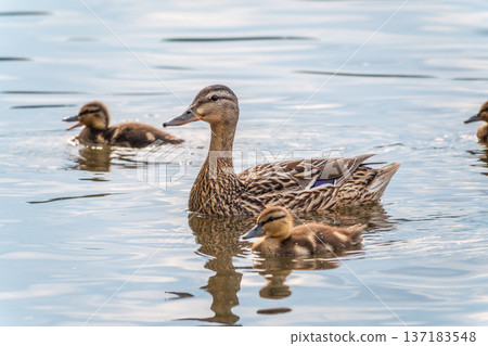 A family of ducks, a duck and its little ducklings are swimming in the water. The duck takes care of its newborn ducklings. Mallard, lat. Anas platyrhynchos 137183548