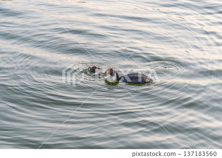 An adult great crested grebe feeds its chick with fish on a summer evening. An adult great crested grebe feeds its chick with fish on a summer evening. 137183560