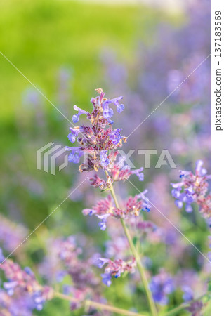 Spring background - close up of beautiful catnip flowers - with plenty of copy space Spring background - close up of beautiful catnip flowers - with plenty of copy space 137183569