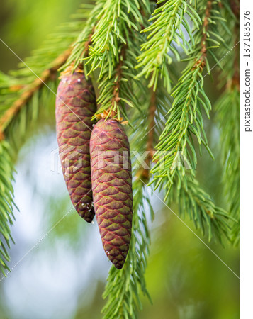 A young female cone of ordinary spruce, it is pink and its scales invitingly open in anticipation of pollen. Young cones of a Blue Spruce. A young female cone of ordinary spruce, it is pink and its scales invitingly open in anticipation of pollen. Young cones of a Blue Spruce. 137183576