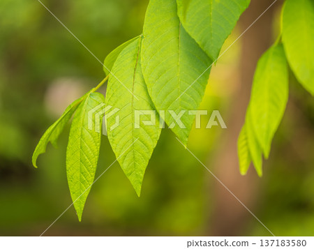Bright green Leaves of the Amur velvet, or Amur cork tree, lat. Phellodendron amurense Bright green Leaves of the Amur velvet, or Amur cork tree, lat. Phellodendron amurense 137183580