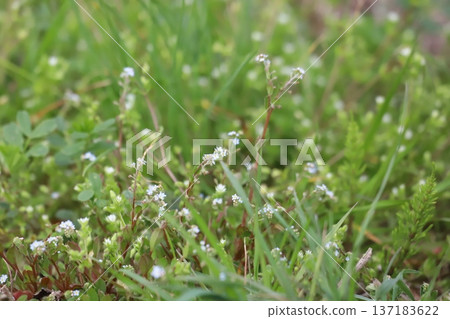 黃瓜草的藍色小花 黃瓜草的藍色小花 137183622