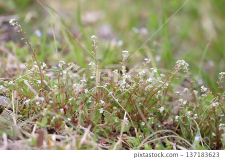 small blue flowers of cucumber grass small blue flowers of cucumber grass 137183623