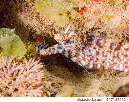 Beautiful moray eels. Hirizohama, Nakagi, Minamiizu Town, Izu Peninsula, Shizuoka Prefecture - 2025 One of Japan's leading snorkeling spots 137183632