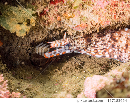 美麗的鰩魚。日本靜岡縣伊豆半島南伊豆町中木町鰩濱 - 2025 日本頂級浮潛地點之一 137183634