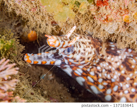 Beautiful moray eels. Hirizohama, Nakagi, Minamiizu Town, Izu Peninsula, Shizuoka Prefecture - 2025 One of Japan's leading snorkeling spots 137183641