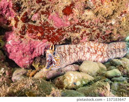 美麗的鰩魚。日本靜岡縣伊豆半島南伊豆町中木町鰩濱 - 2025 日本頂級浮潛地點之一 137183647