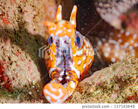 Beautiful moray eels. Hirizohama, Nakagi, Minamiizu Town, Izu Peninsula, Shizuoka Prefecture - 2025 One of Japan's leading snorkeling spots 137183648