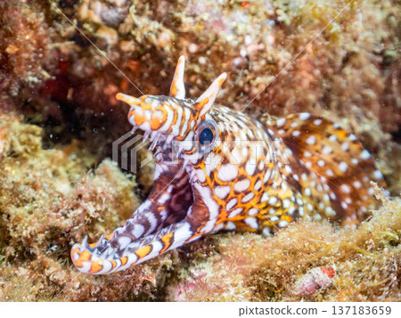Beautiful moray eels. Hirizohama, Nakagi, Minamiizu Town, Izu Peninsula, Shizuoka Prefecture - 2025 One of Japan's leading snorkeling spots 137183659