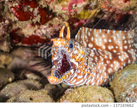 Beautiful moray eels. Hirizohama, Nakagi, Minamiizu Town, Izu Peninsula, Shizuoka Prefecture - 2025 One of Japan's leading snorkeling spots 137183662