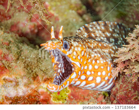 美麗的鰩魚。日本靜岡縣伊豆半島南伊豆町中木町鰩濱 - 2025 日本頂級浮潛地點之一 137183664