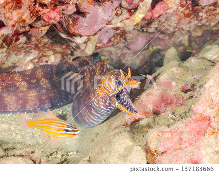 美麗的鰩魚。日本靜岡縣伊豆半島南伊豆町中木町鰩濱 - 2025 日本頂級浮潛地點之一 137183666