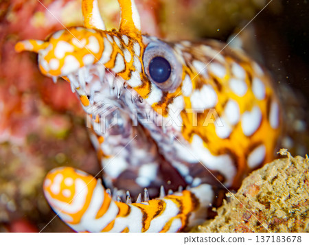 美麗的鰩魚。日本靜岡縣伊豆半島南伊豆町中木町鰩濱 - 2025 日本頂級浮潛地點之一 137183678