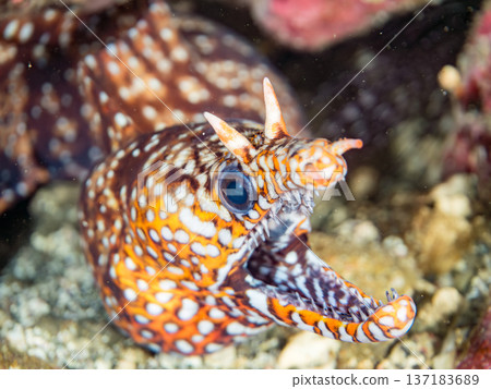 Beautiful moray eels. Hirizohama, Nakagi, Minamiizu Town, Izu Peninsula, Shizuoka Prefecture - 2025 One of Japan's leading snorkeling spots Beautiful moray eels. Hirizohama, Nakagi, Minamiizu Town, Izu Peninsula, Shizuoka Prefecture - 2025 One of Japan's leading snorkeling spots 137183689