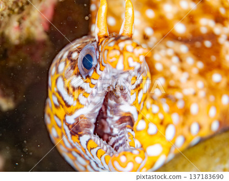 美麗的鰩魚。日本靜岡縣伊豆半島南伊豆町中木町鰩濱 - 2025 日本頂級浮潛地點之一 137183690