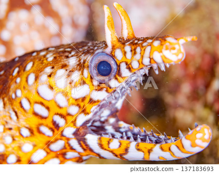 美麗的鰩魚。日本靜岡縣伊豆半島南伊豆町中木町鰩濱 - 2025 日本頂級浮潛地點之一 137183693