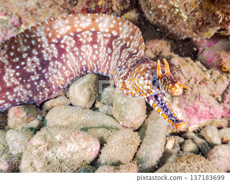 Beautiful moray eels. Hirizohama, Nakagi, Minamiizu Town, Izu Peninsula, Shizuoka Prefecture - 2025 One of Japan's leading snorkeling spots 137183699