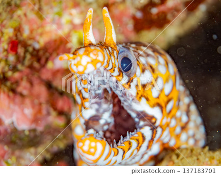Beautiful moray eels. Hirizohama, Nakagi, Minamiizu Town, Izu Peninsula, Shizuoka Prefecture - 2025 One of Japan's leading snorkeling spots 137183701