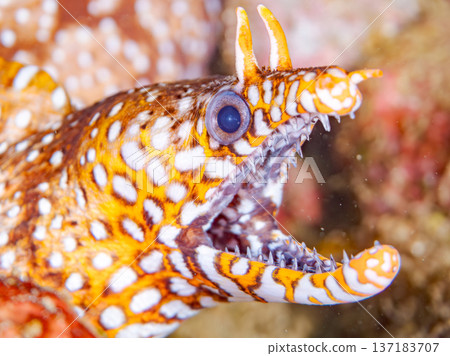 Beautiful moray eels. Hirizohama, Nakagi, Minamiizu Town, Izu Peninsula, Shizuoka Prefecture - 2025 One of Japan's leading snorkeling spots 137183707