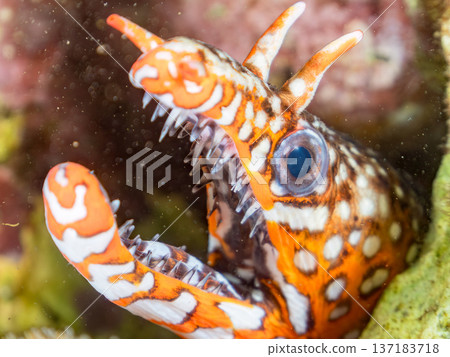 美麗的鰩魚。日本靜岡縣伊豆半島南伊豆町中木町鰩濱 - 2025 日本頂級浮潛地點之一 137183718